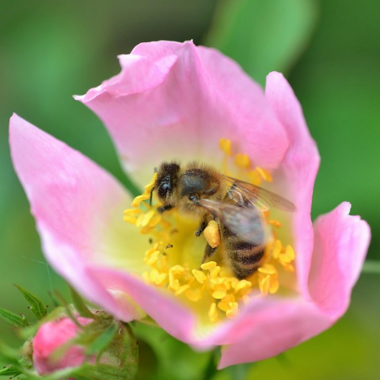 About Us The Native Irish Honey Bee Society