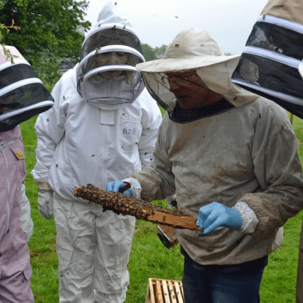 The Native Irish Honey Bee Society Galway NUIG Open Day, Sunday 10th July 2022